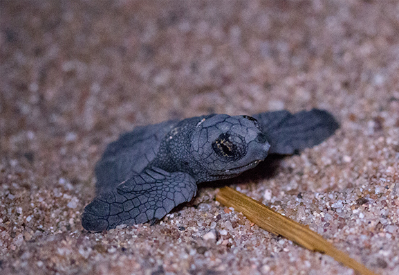 Découverte et éclosion de deux pontes de tortues caouannes dans le Var - Marineland