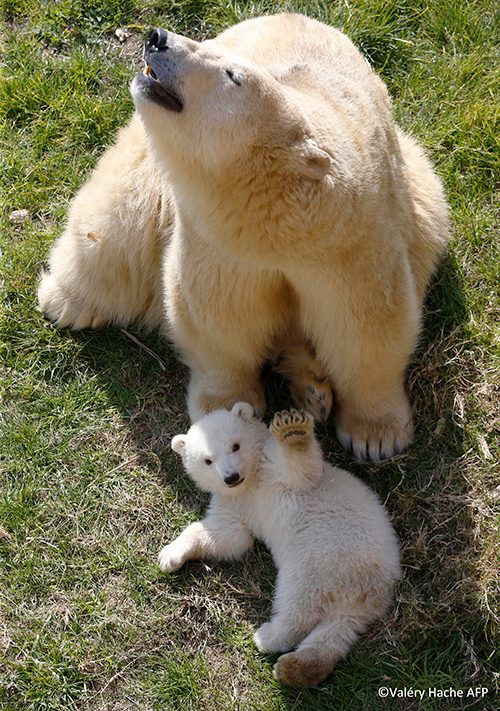 Ours polaire XXL et son ourson