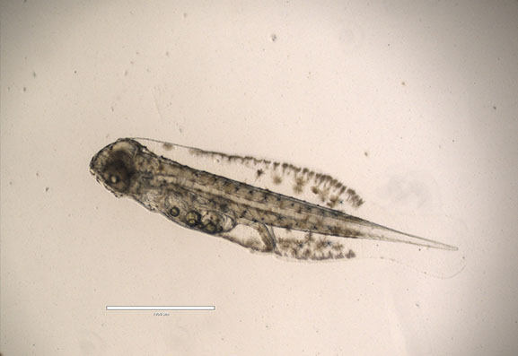 Première reproduction de poissons hachettes nains au monde - Marineland