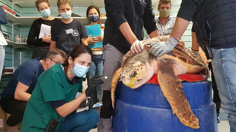 Les tortues marines à l'honneur tout un week-end!