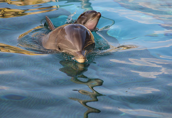 La naissance d’une petite dauphine, Lùa - Marineland