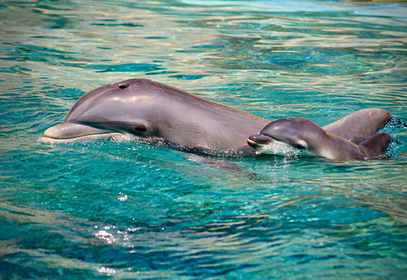 Une deuxième dauphine voit le jour : Ollie - Marineland