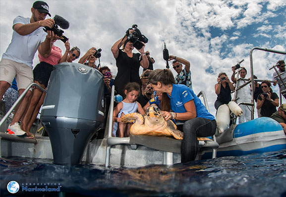 Après une longue convalescence, la tortue marine Ana prend le large - Marineland