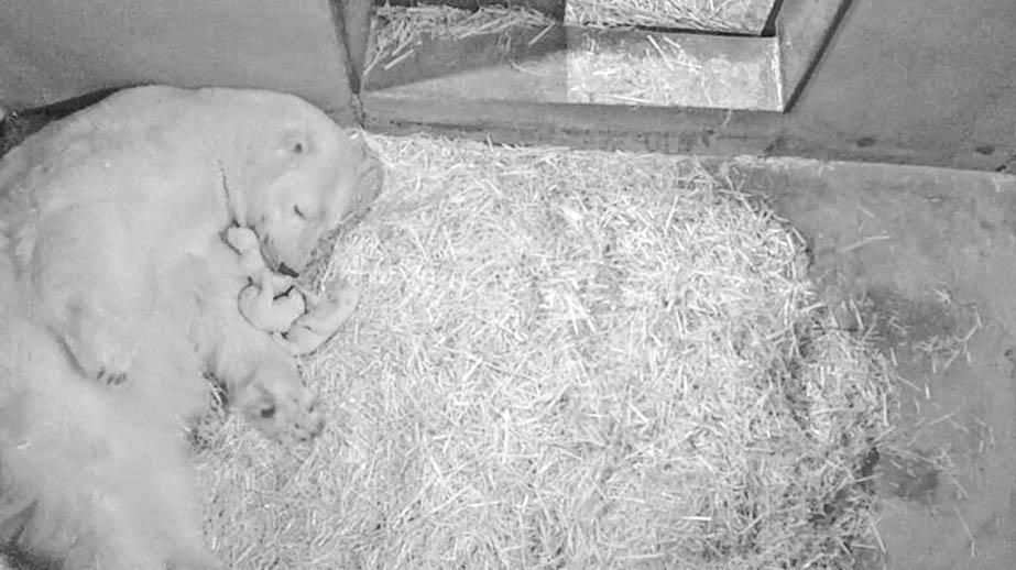 Rarissime: trois petits oursons blancs sont nés à Marineland