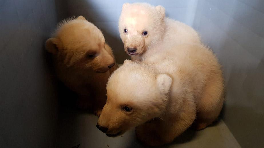 Connaît enfin le sexe des triplés ours blancs nés à Marineland