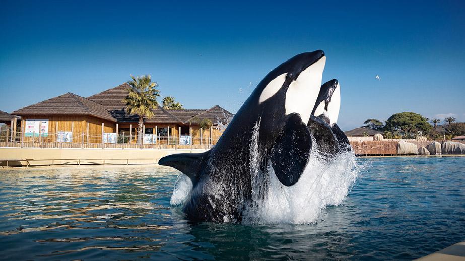 Toussaint à Marineland