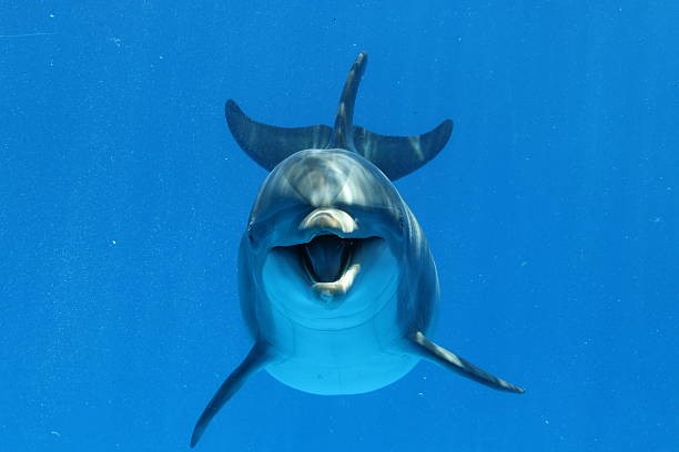 https://www.marineland.fr/content/dam/mar/blog/images/Comment%20dort%20un%20dauphin%201.jpg