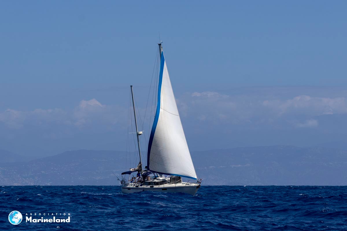 Une grande mission d’observation de la mégafaune marine !