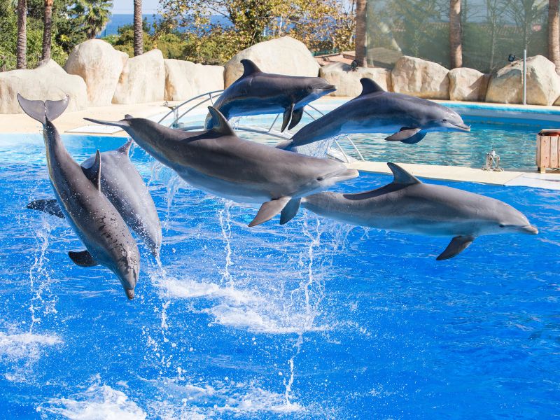 Magic Dolphins