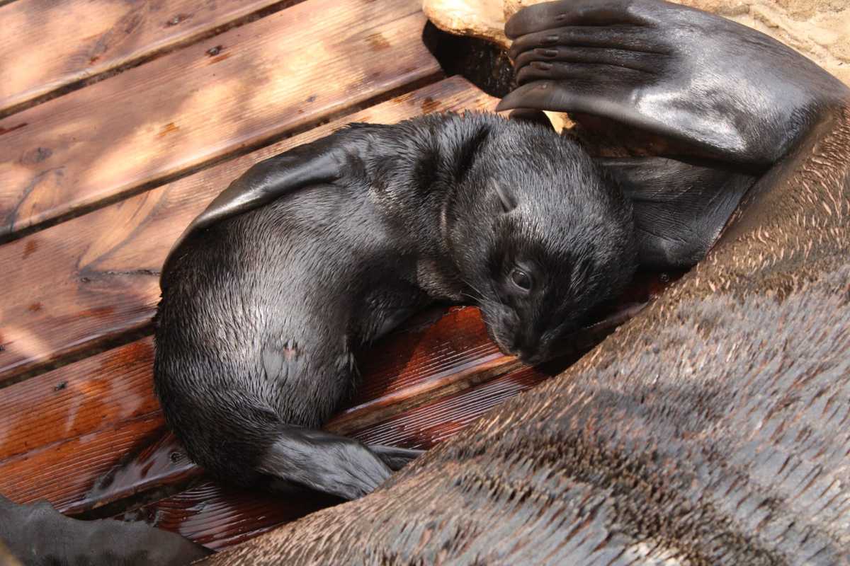 Parrainer une otarie - Marineland