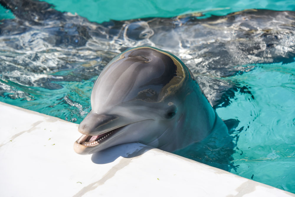 Interactions avec les dauphins - Marineland