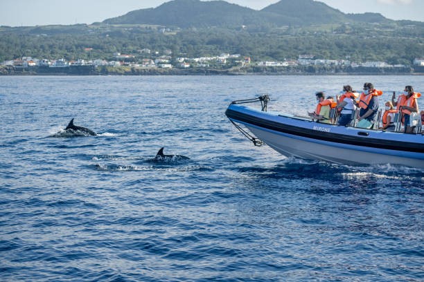 Pourquoi les dauphins nagent-ils devant les bateaux