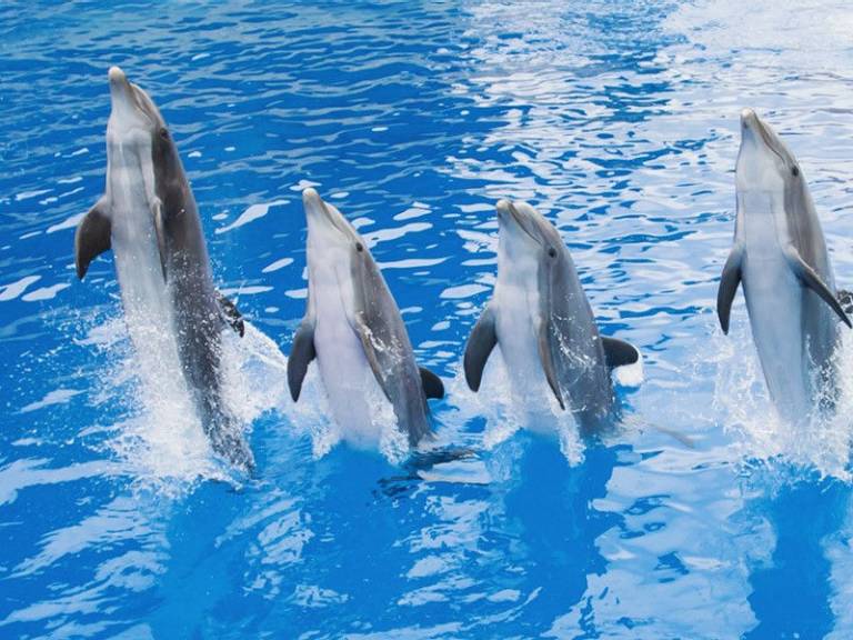 Pourquoi les dauphins nagent-ils devant les bateaux