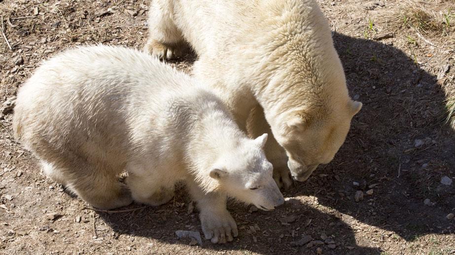 Un bébé ours polaire est né 