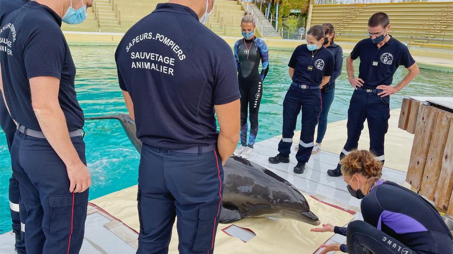 Les sapeurs-pompiers animaliers perfectionnent leurs interventions