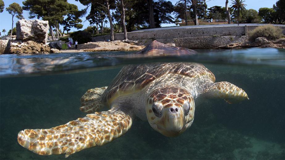 Nouvelles de la mission Caretta