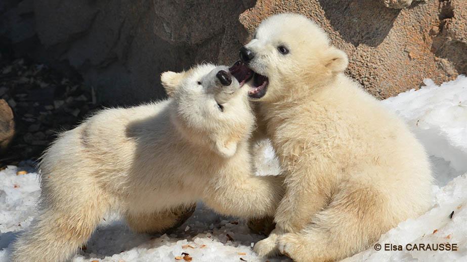 Les oursons nés à Marineland