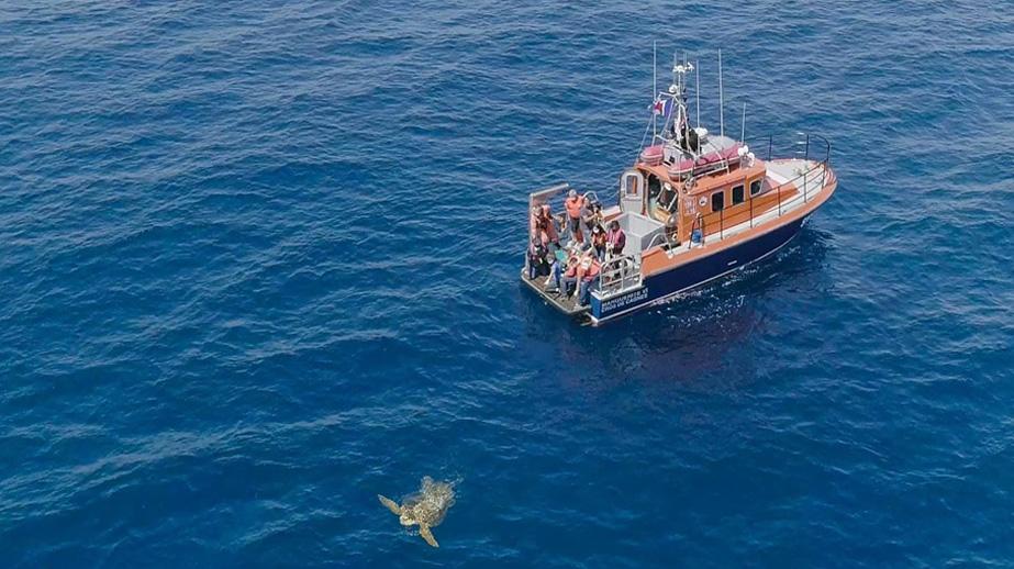 La 12ème tortue soignée par le CRFS est remise à l’eau