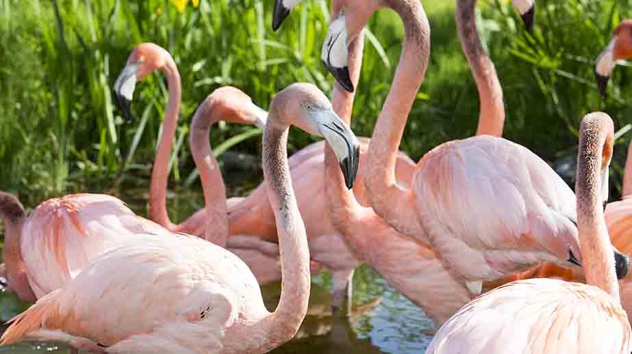 Un flamant rose observé sur une plage de Juans-les-Pins!