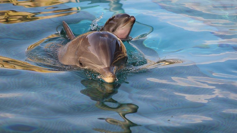 Nouvelle vidéo 2020: Marineland, le zoo responsable!