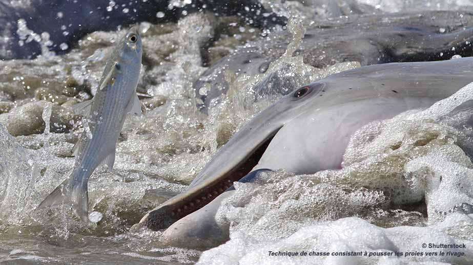 Que mangent les dauphins