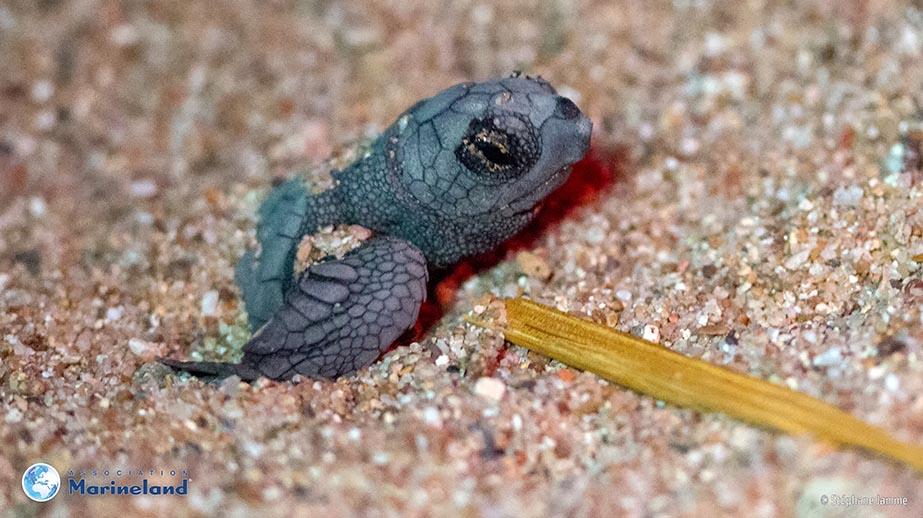 Naissance de tortues caouannes en méditerranée: retour sur une incroyable histoire