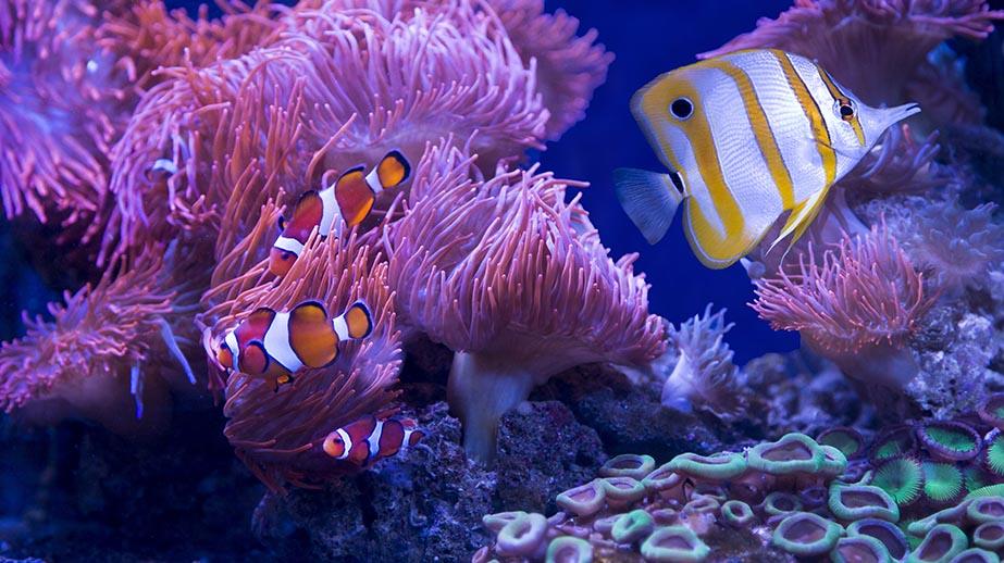 Les parcs marins: comment oeuvrent-ils à la préservation des espèces marines de plus en plus menacées?