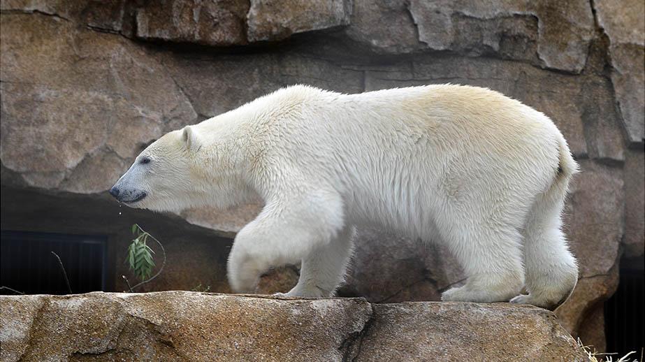 Agir pour la protection des Ours Polaires