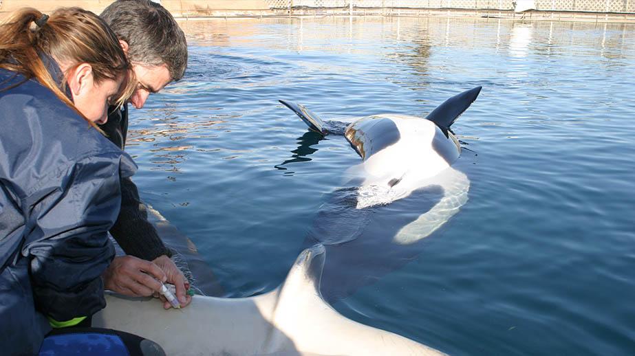 Le Marineland d’antibes: Centre de recherche sur les orques