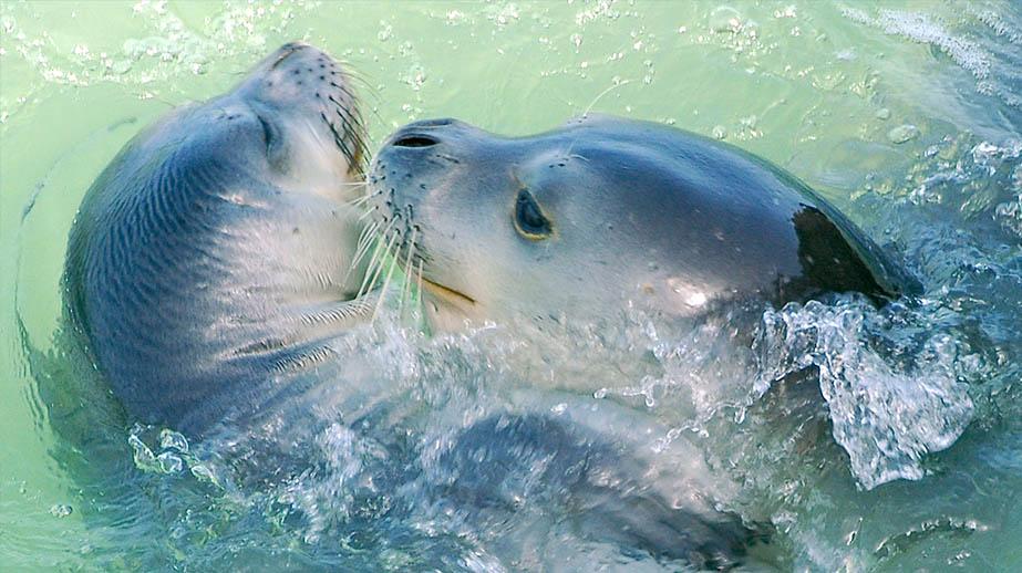 Nombre de naissance Phoques Moines - Marineland