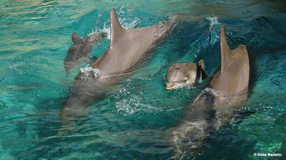 Comment naissent et évoluent les bébés dauphins?