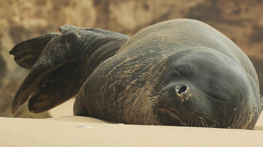 Marineland soutient le plan d'action international pour la sauvegarde du Phoque Moine de Méditerranée