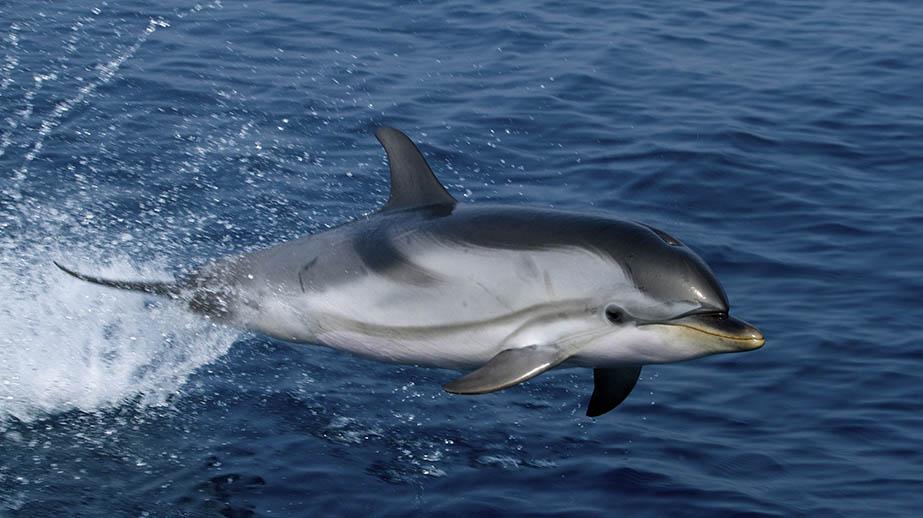 Des recherches sur les dauphins pour mieux les protéger