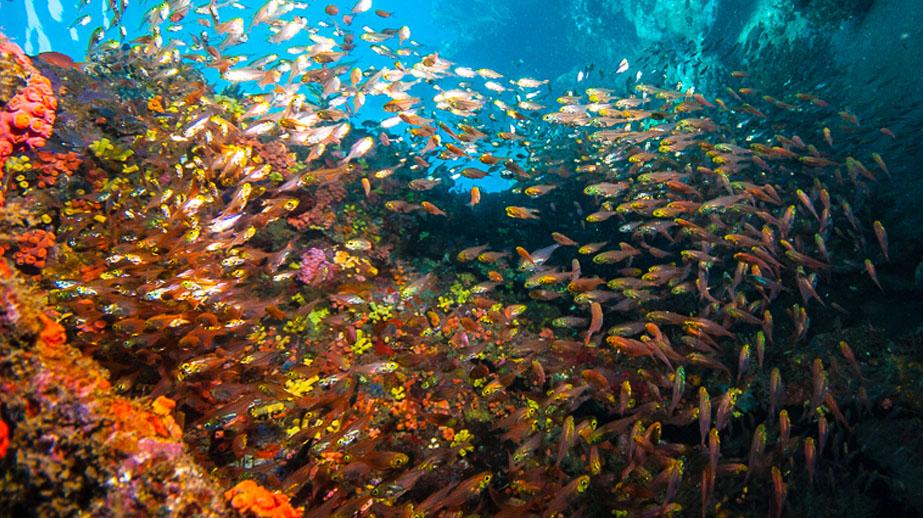 Première reproduction de poissons hachettes nains au monde