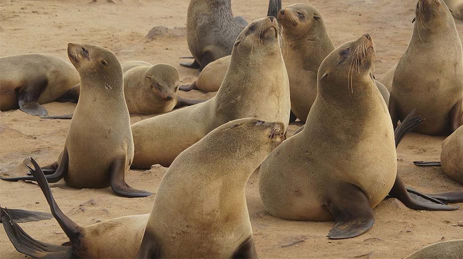 Un jeune couple d'otaries Sud-Africaines rejoint le parc Marineland