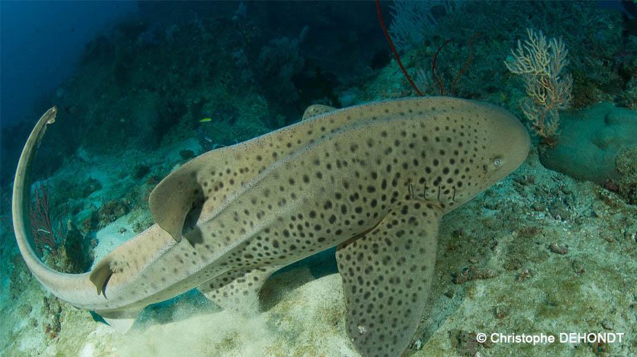 Arrivée de deux requins zèbres