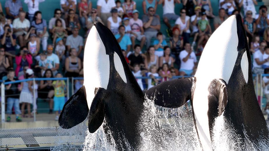 Comment le marineland participe à la protection des Orques