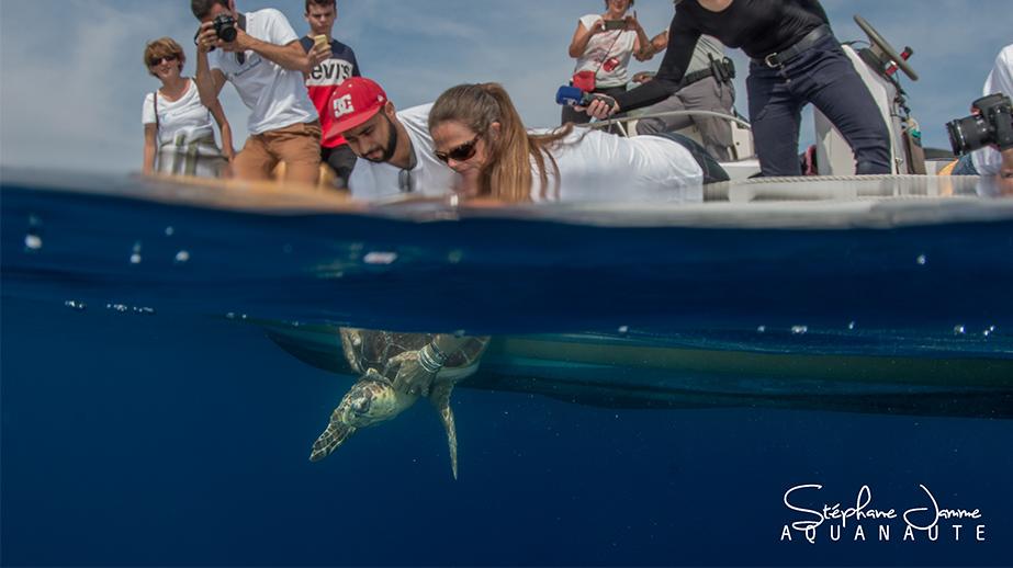 Premier relâcher de tortues marines de la saison 2018