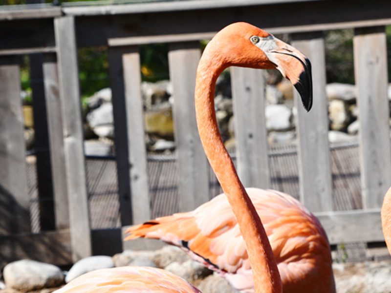 Cuban Flamingo