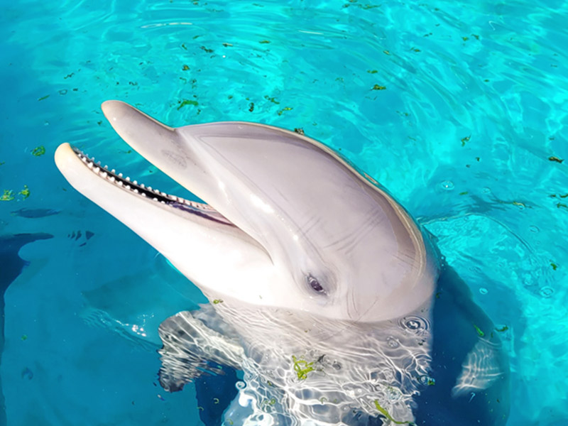 Bottlenose Dolphin