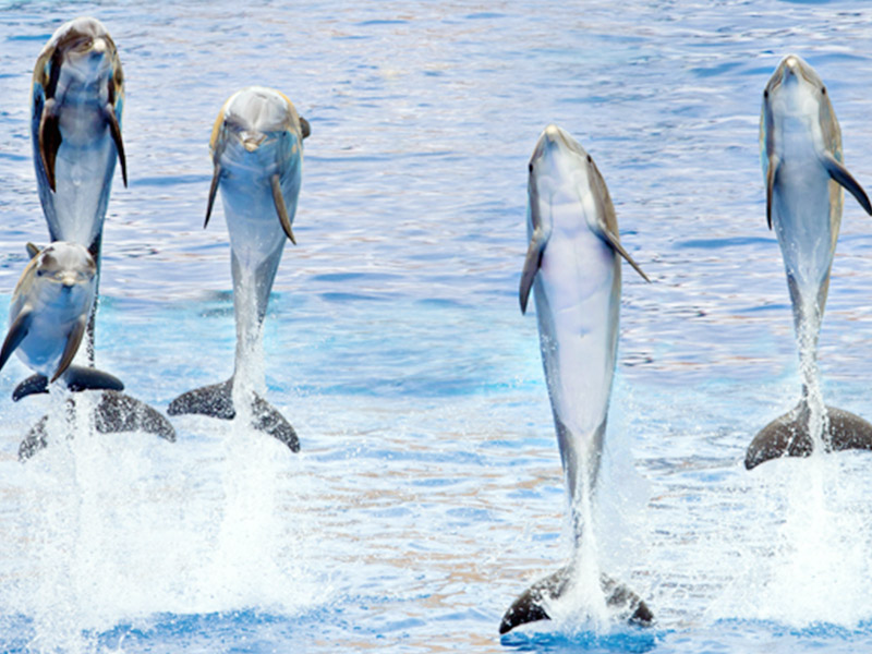 Bottlenose Dolphin | Marineland Bottlenose Dolphin | Marineland