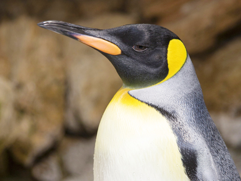 Animals-King-Penguin
