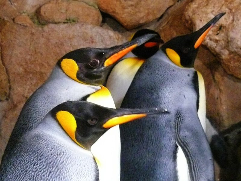 Animals-King-Penguin
