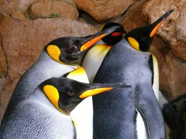 Pinguino Reale