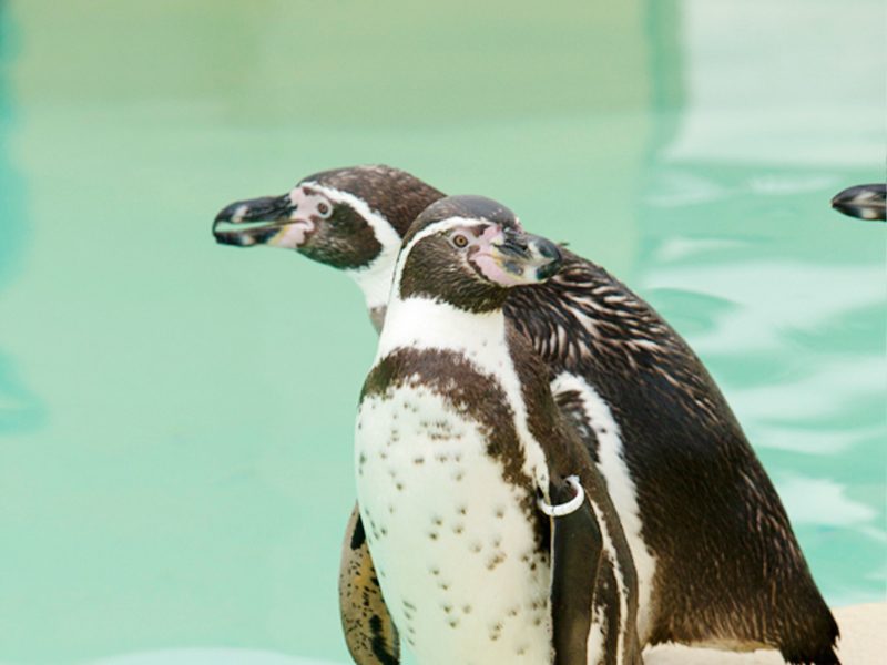 Humboldt Penguin