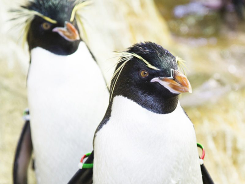 Southern Rockhopper Penguin