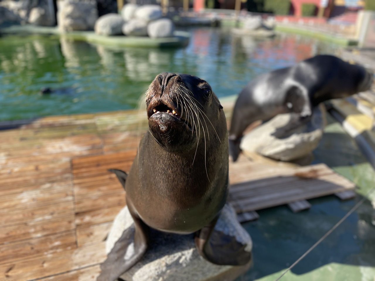 Patagonian Sea Lions