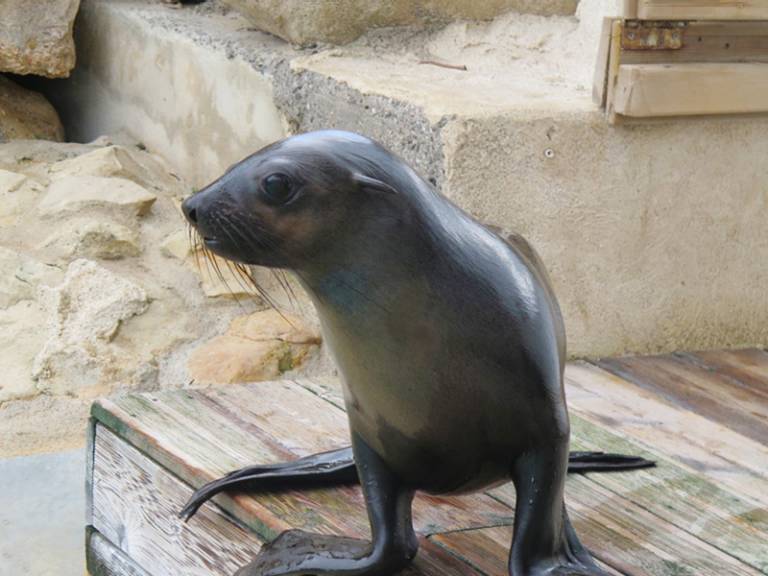 South African Sea Lion