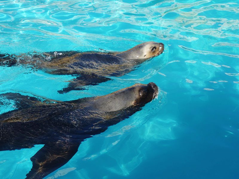 Patagonian Sea Lions