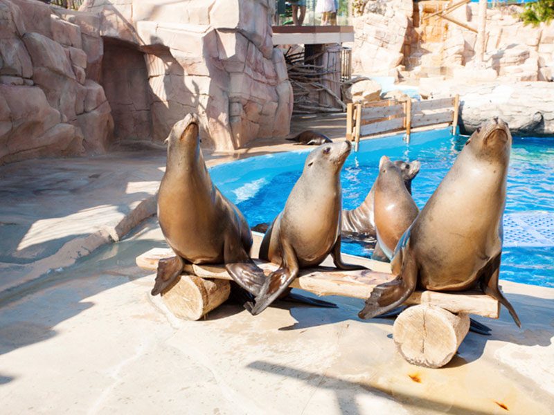 California Sea Lion